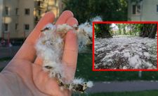 Co pyli w lipcu? Informacje dla alergików