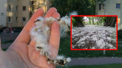 Co pyli w lipcu? Informacje dla alergików