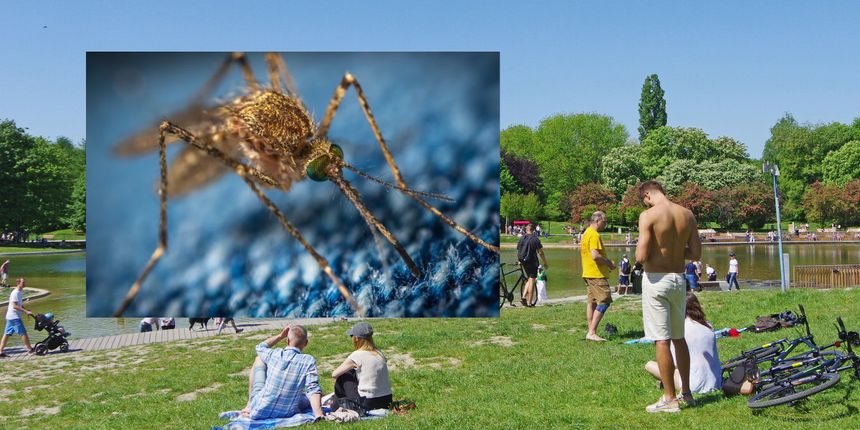 te zapachy przyciągają komary