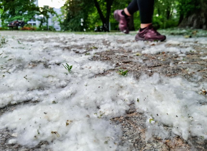 nasiona topoli, biały puch w powietrzu