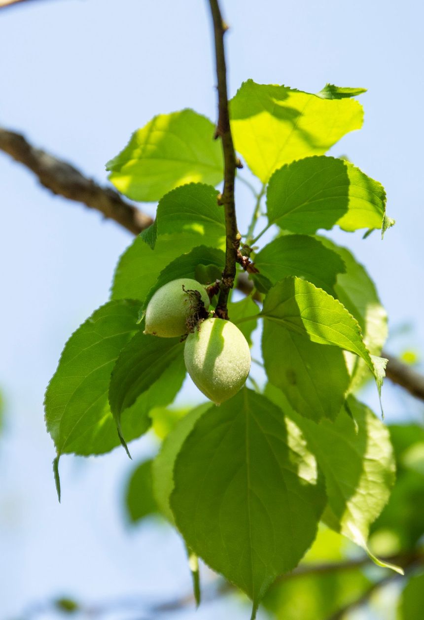 Śliwka kakadu Terminalia ferdinandiana (kakadu plum)