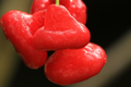 Acerola, zdrowe owoce i witamina C