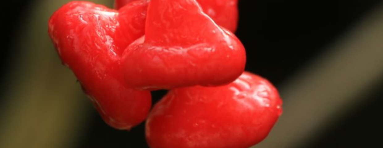 Acerola, zdrowe owoce i witamina C