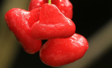 Acerola, zdrowe owoce i witamina C