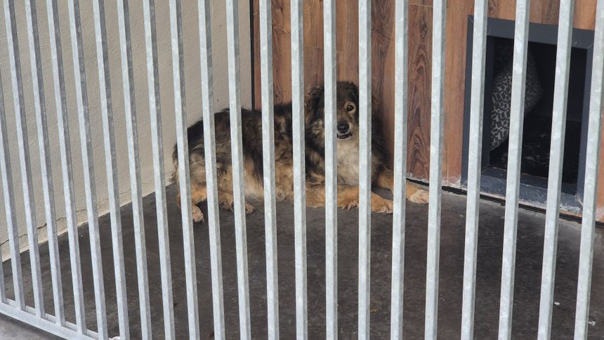 Psy czekają na adopcję
