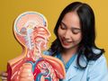 Młoda kobieta w niebieskim fartuchu trzyma model anatomiczny, uśmiechając się. Tło żółte.