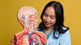Młoda kobieta w niebieskim fartuchu trzyma model anatomiczny, uśmiechając się. Tło żółte.