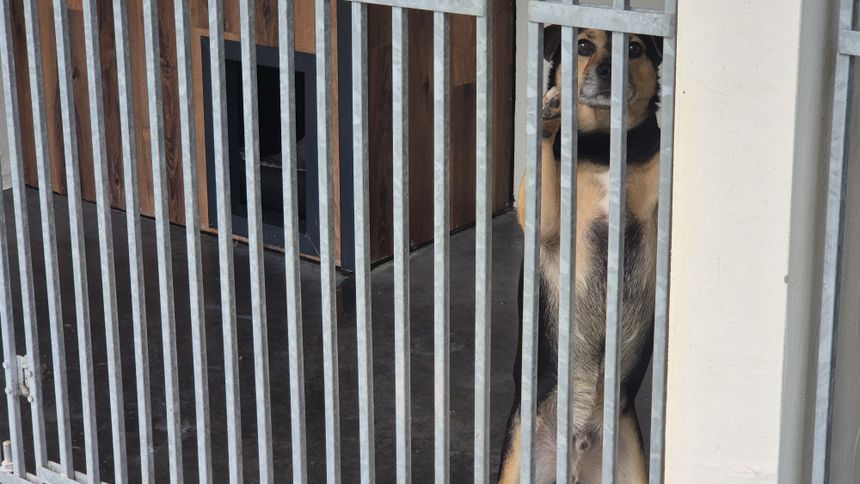 Psy czekają na adopcję
