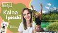 Podcast o tym, jakie są za i przeciw brania psa na wakacje