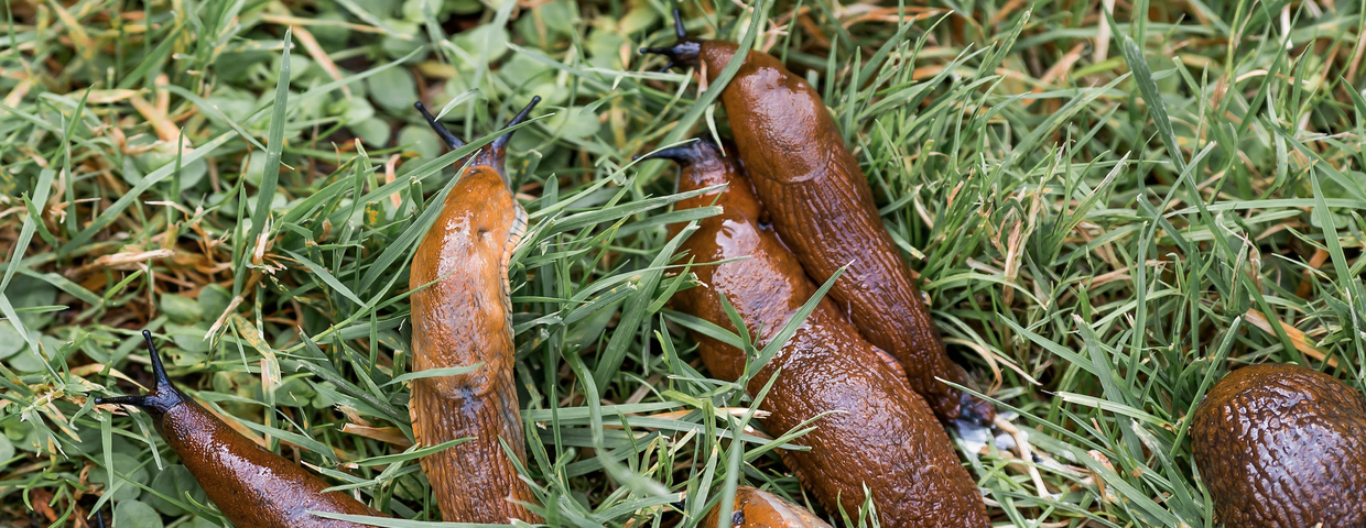Ślimaki