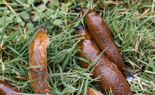 Ślimaki