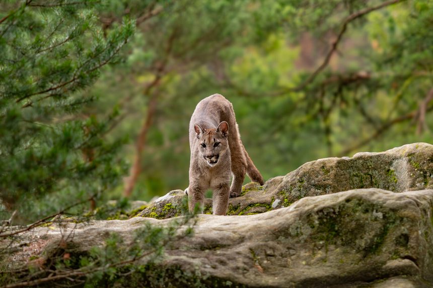 tak wygląda puma w lesie
