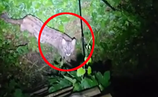 Puma w Polsce. Ostrzeżenie