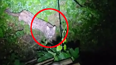 Puma w Polsce. Ostrzeżenie