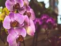 Kwiaty orchidei w odcieniach fioletu i różu, w tle inne rośliny doniczkowe.