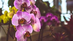 Kwiaty orchidei w odcieniach fioletu i różu, w tle inne rośliny doniczkowe.