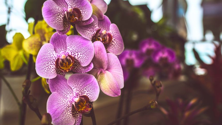 Kwiaty orchidei w odcieniach fioletu i różu, w tle inne rośliny doniczkowe.