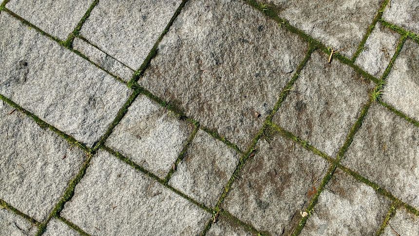 Mech pomiędzy kostką brukową