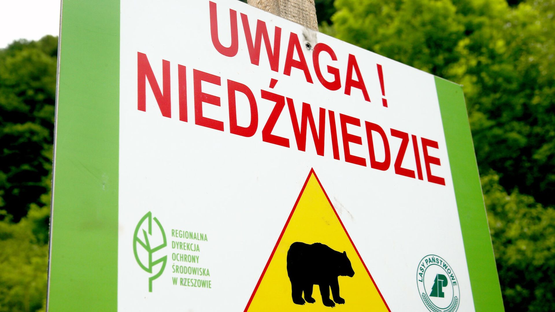 Niedźwiedzie coraz bliżej domów. W Bieszczadach powołano specjalny zespół