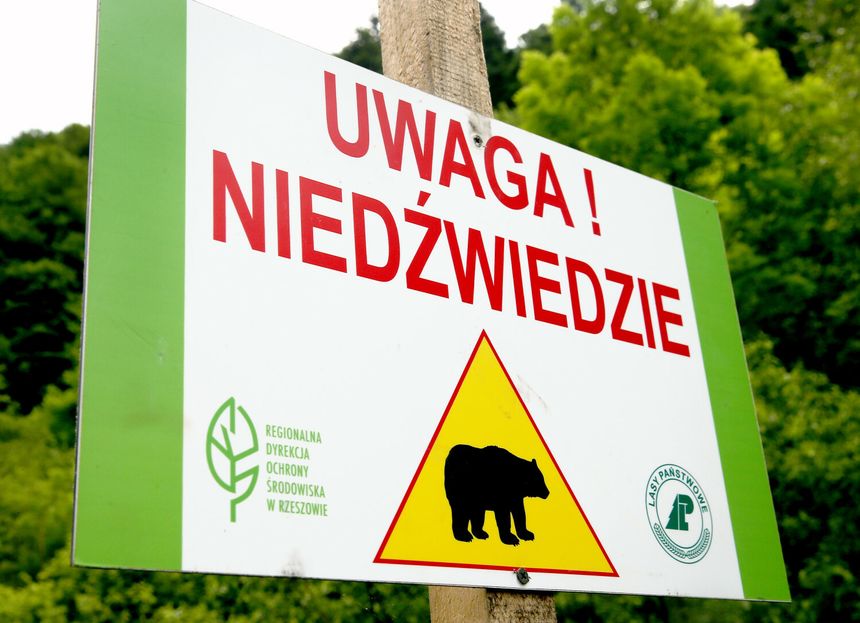 Niedźwiedź