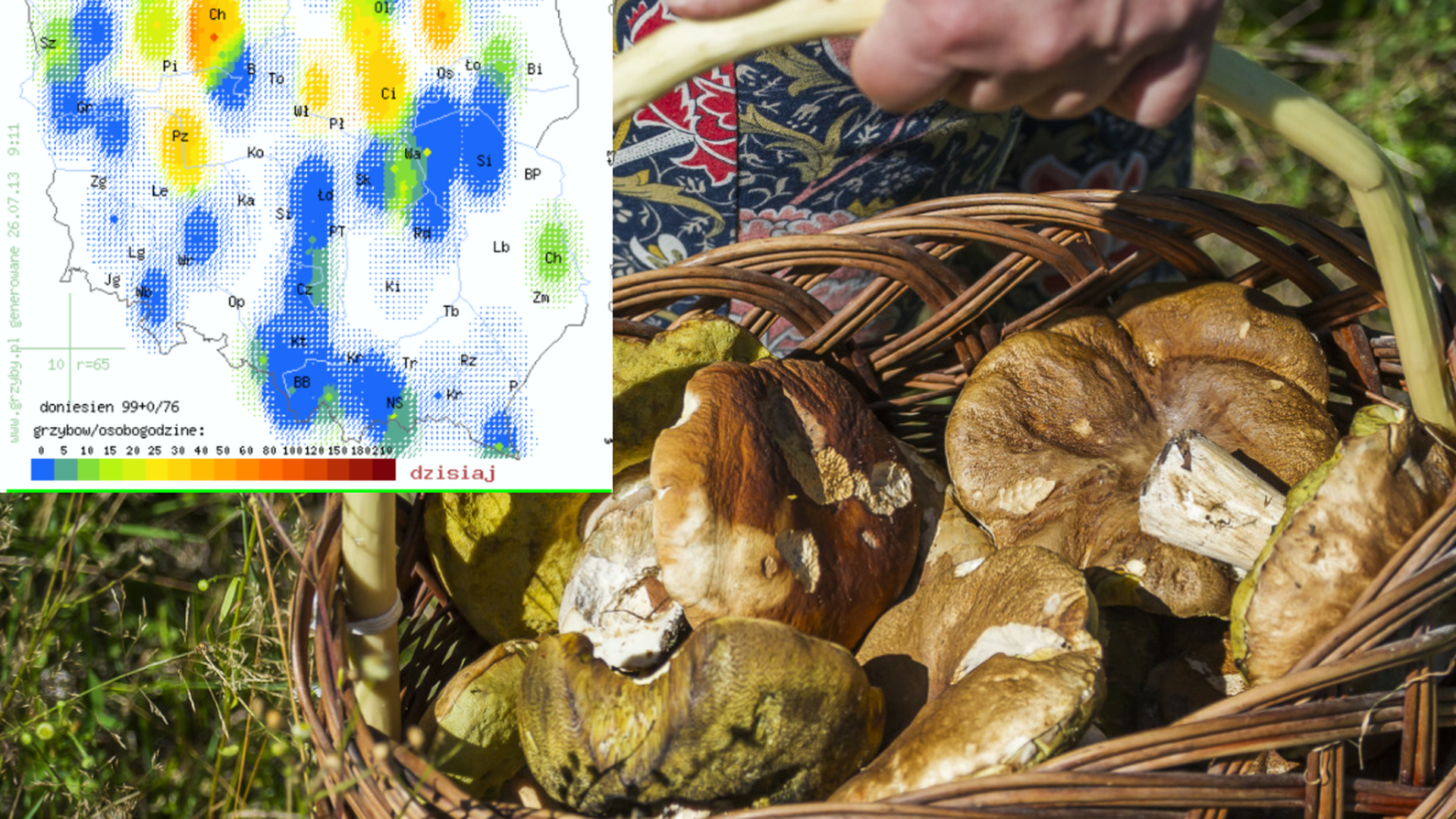 Wysyp grzybów w polskich lasach. Mapa pokazuje, gdzie ich szukać