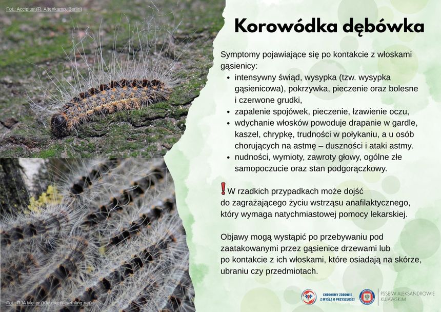 Korowódka dębówka, ostrzeżenie