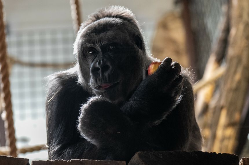 Goryl w warszawskim zoo