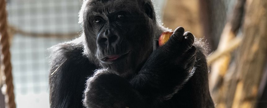 Goryl w warszawskim zoo