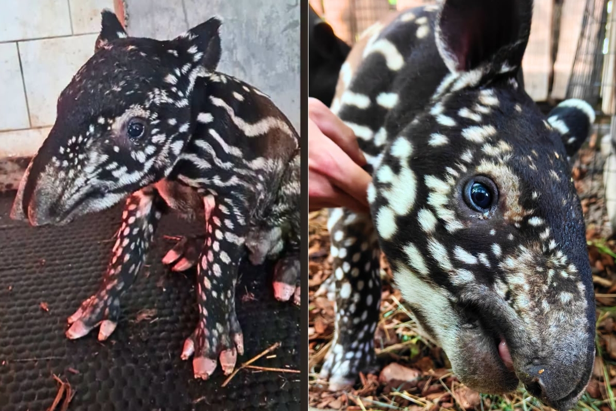 Wyjątkowe narodziny w zoo w Płocku. „Historyczne wydarzenie”