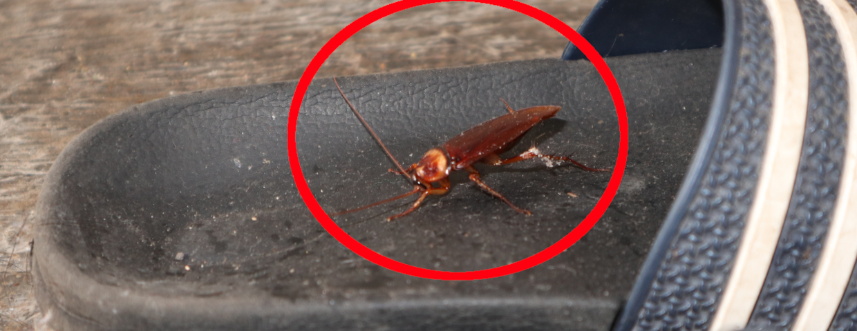 karaczan przybyszka amerykańska Periplaneta americana