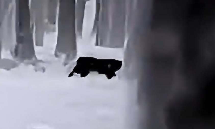 Puma w Polsce