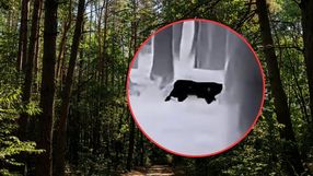 Puma na Dolnym Śląsku