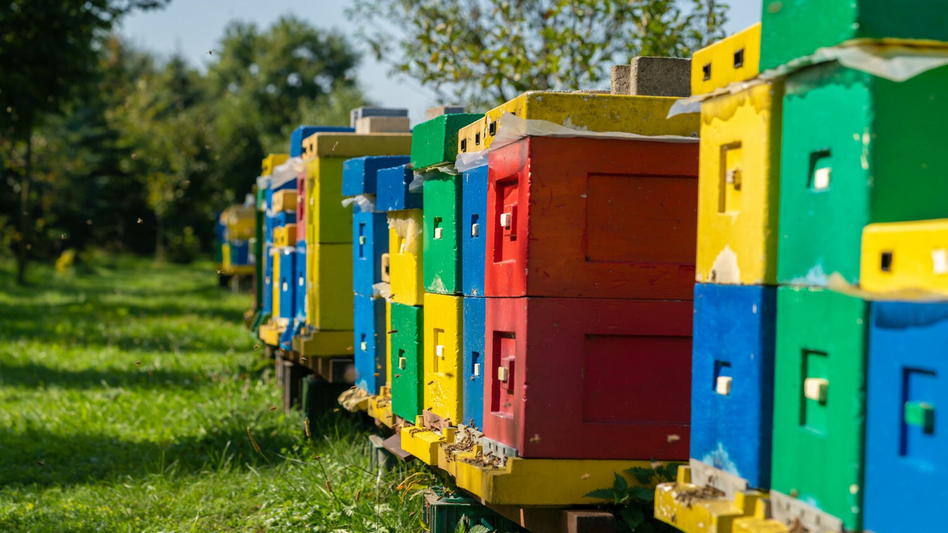 Sąsiad postawił ul na posesji? To może skończyć się nawet w sądzie