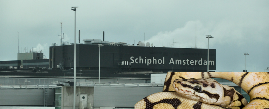 Na zdjęciu lotnisko Schiphol w Amsterdamie z wężem w tle. Szare niebo, widok na peron.