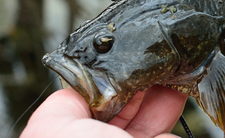 trawianka amurska Perccottus glenii
