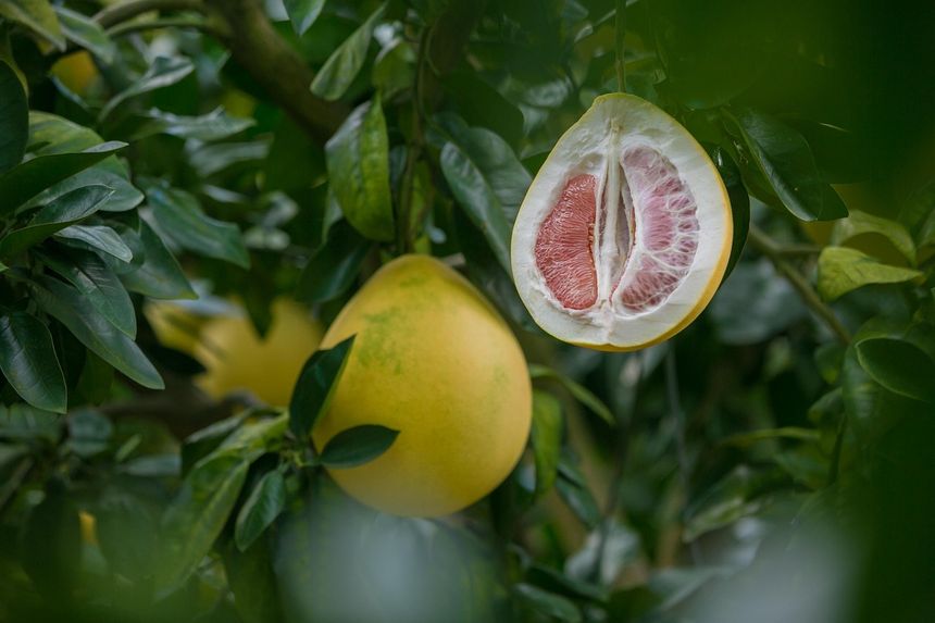 Pomelo