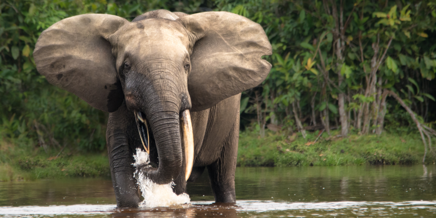 Congo Basin, słoń leśny
