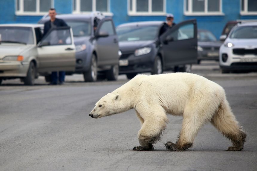 Niedźwiedź polarny w Norylsku