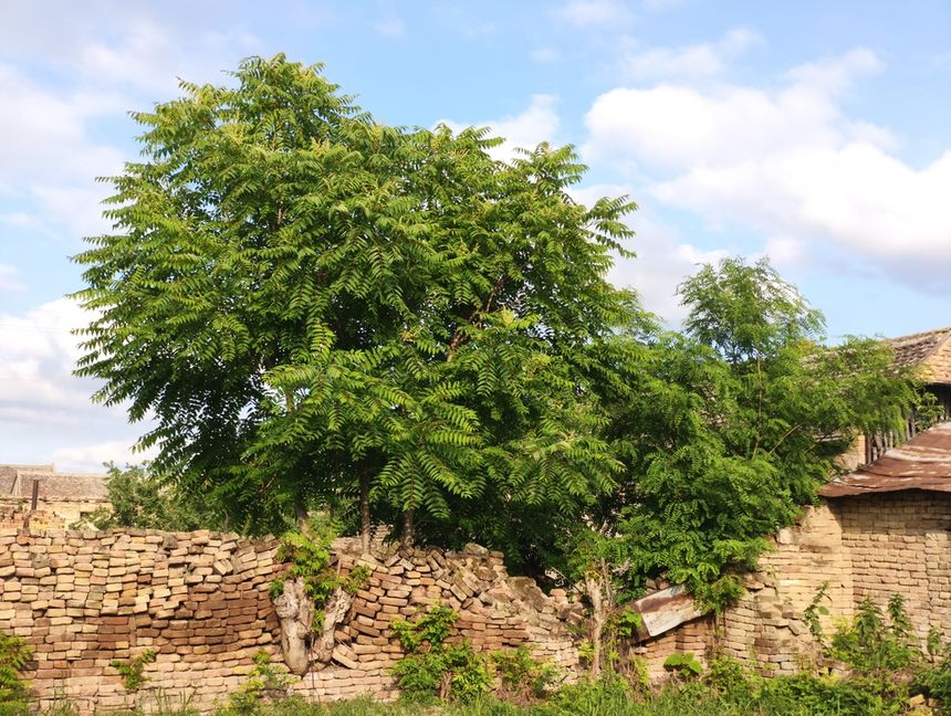 Bożodzew gruczołkowaty
