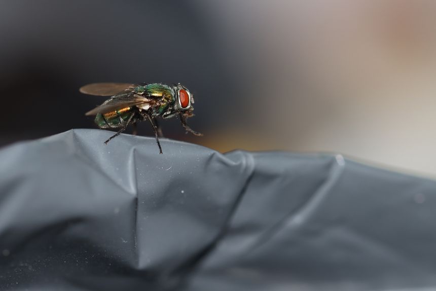 Zielona mucha, padlinówka (Lucilia sericata)