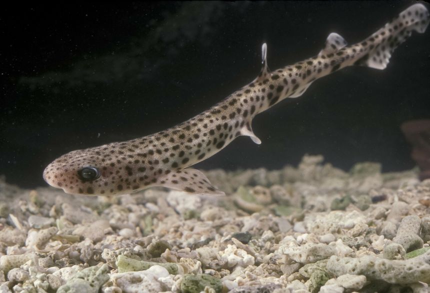 rekin plamisty Scyliorhinus stellaris