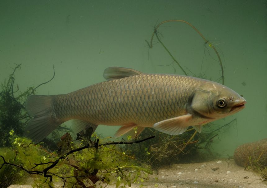 ryba amur