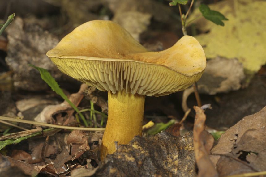 grzyb gąska siarkowa Tricholoma sulphureum