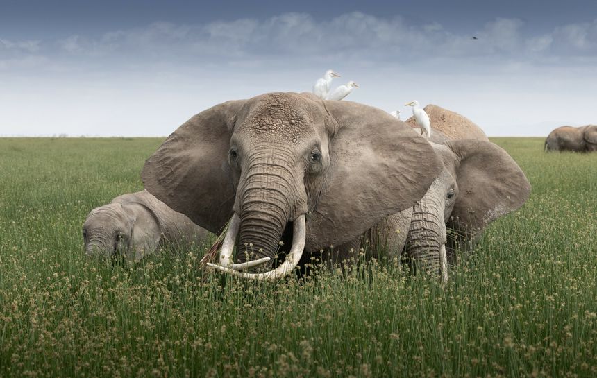 Słonie w Amboseli National Park