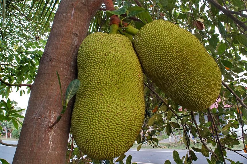 Owoc chlebowca, jackfruit