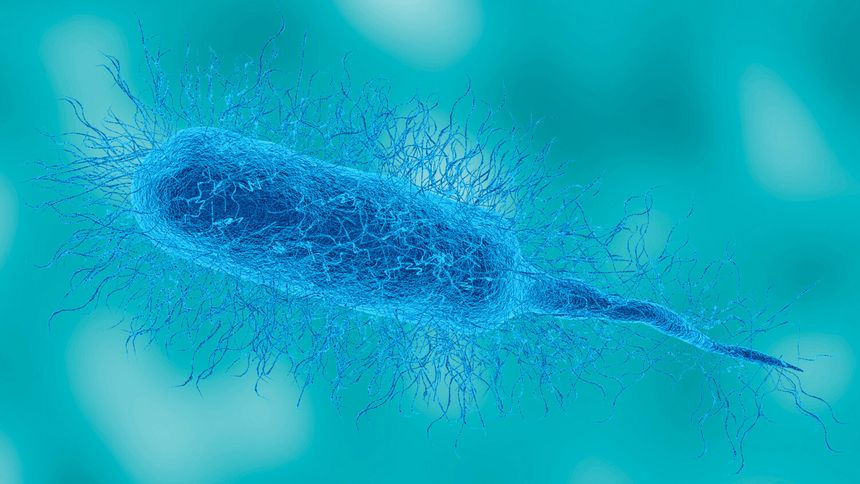 Bakteria Vibrio vulnificus