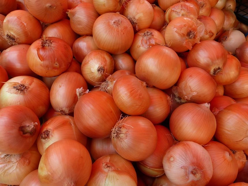 Cebula