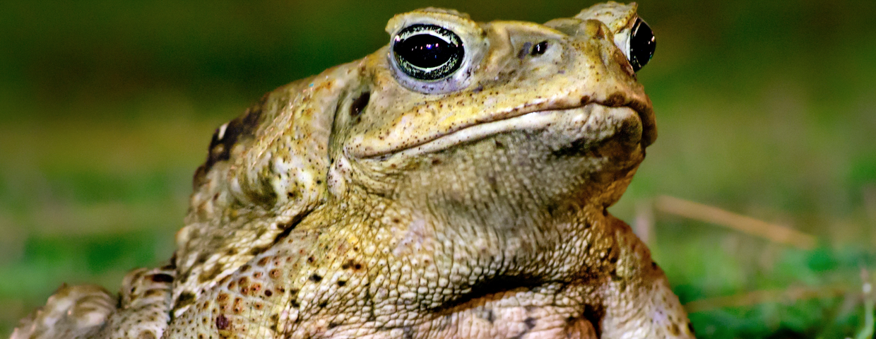 Ropucha