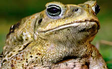 Ropucha