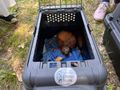 Uwolnioli wiewiórki po leczeniu
